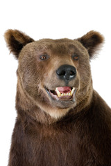 Fototapeta premium brown bear - Ursus arctos