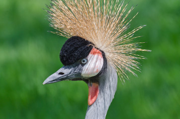 Fototapeta premium Crowned Crane