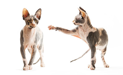 Sphynx cat reaching up in front of white background