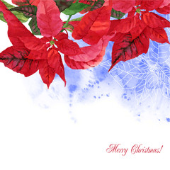 Watercolor background  with poinsettia flowers-04