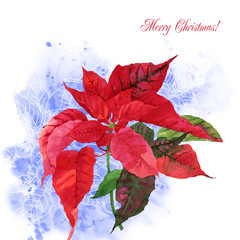 Watercolor background  with poinsettia flowers-05