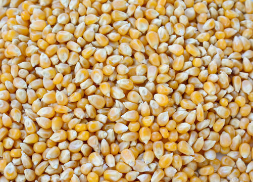 topview closeup of raw corn seeds