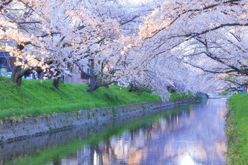 五条川の桜並木