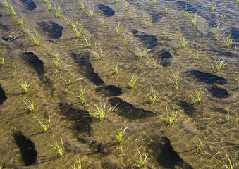 田植え直後の水田