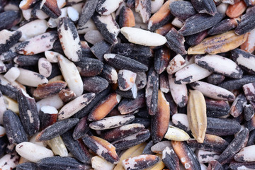 low quality  berry rice (black sticky rice)