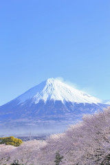 桜と富士山