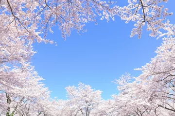 Foto auf Acrylglas 満開の桜 © hallucion_7