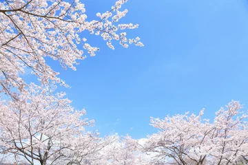 Foto op Plexiglas Kersenboom in volle bloei © hallucion_7