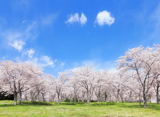 満開の桜
