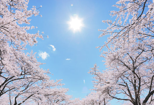 満開の桜
