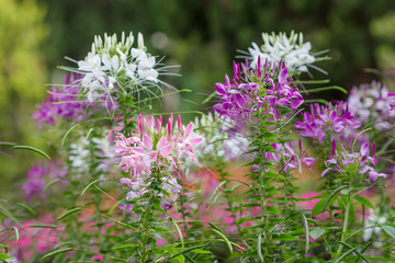 Pink And White Spider flower (Cleome hassleriana) in the garden