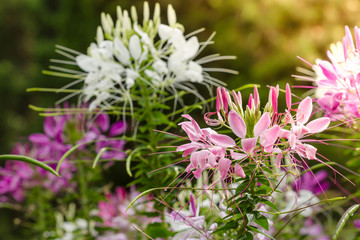 Pink And White Spider flower (Cleome hassleriana) in the garden