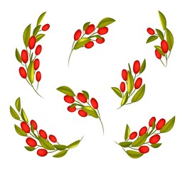 Set of Red Ripe Olives on A Branch