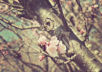 Pink cherry blossom on stemed stree