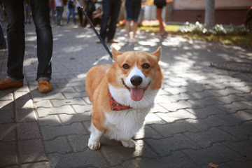 small cute dog for a walk redhead