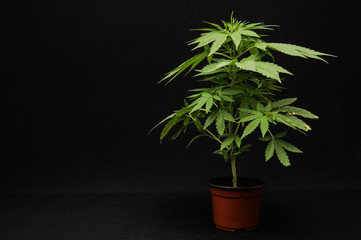 Marijuana