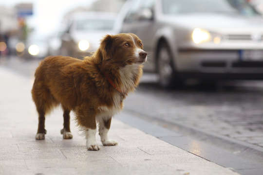 Little Redhead Cute Dog On The Street