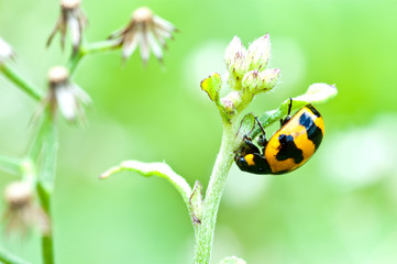 Fototapeta premium ladybug on green leaf