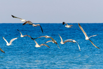 A flock of seagulls flying above the sea.