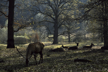 deer eating grass in wilderness