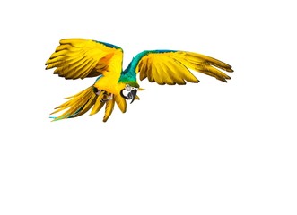 Colourful flying parrot isolated on white