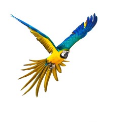 Fototapeta premium Colourful flying parrot isolated on white