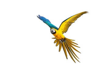 Colourful flying parrot isolated on white © Nejron Photo