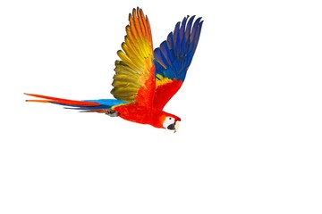 Colourful flying parrot isolated on white