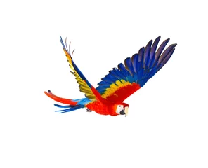 Poster Kleurrijke vliegende papegaai geïsoleerd op wit © Nejron Photo