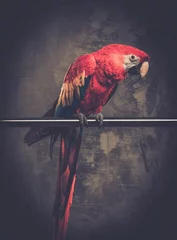 Papier Peint photo Perroquet Colourful parrot sitting on a perch