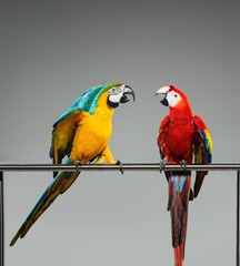 Two colourful parrots fighting  on a perch