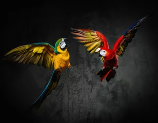 Rolgordijnen Twee kleurrijke papegaaien vechten © Nejron Photo