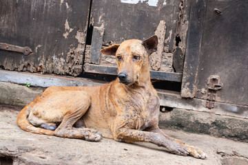 Street Dog