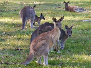 Naklejka na ściany i meble A male and a female kangaroo in Australia