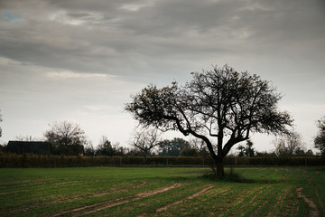Lonely tree on the field