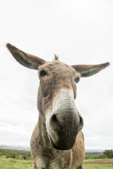 single donkey