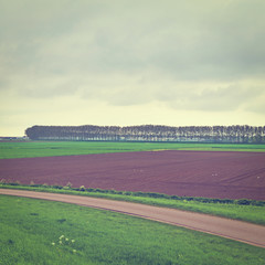 Poplars on  Dam