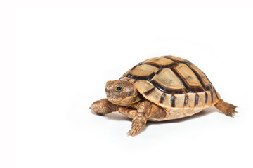 Turtle symbol of longevity