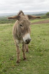 single donkey