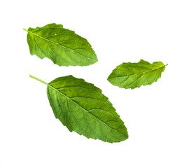 Fresh leaf of basil on white