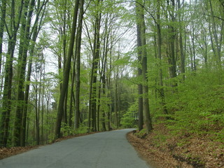 Straße zum Wald