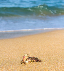 Seafood Posing Pure Threat