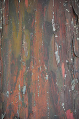 Кора кипариса аризонского