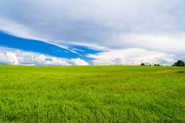 Fototapeta premium Green Plain Grass Land