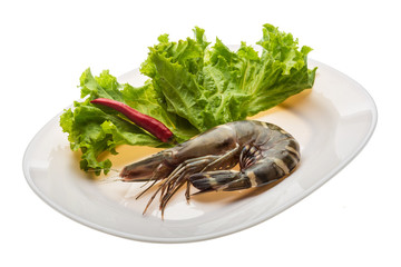 Tiger prawn