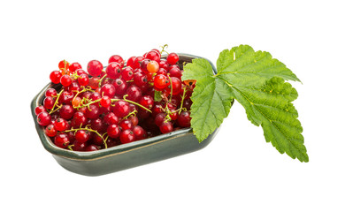 Red currant