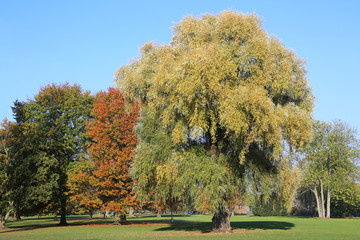 Weide im Alsterpark