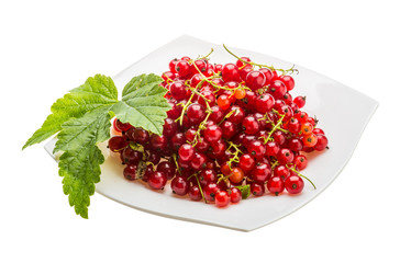 Red currant