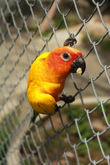Sun Conure, Parrot