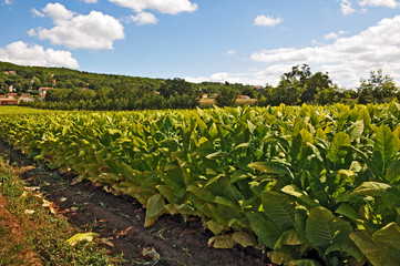Fototapeta na wymiar la campagna francese a Souillac - piantagione di Tabacco